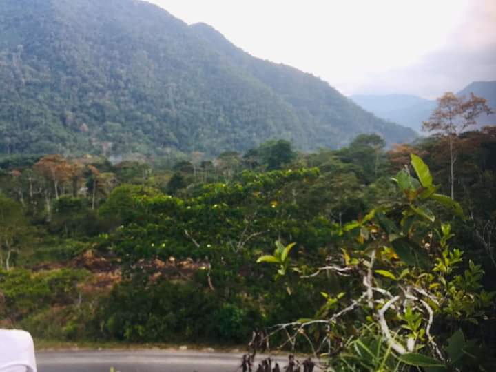 Kay Kuna Origin - Deom Peru to UK